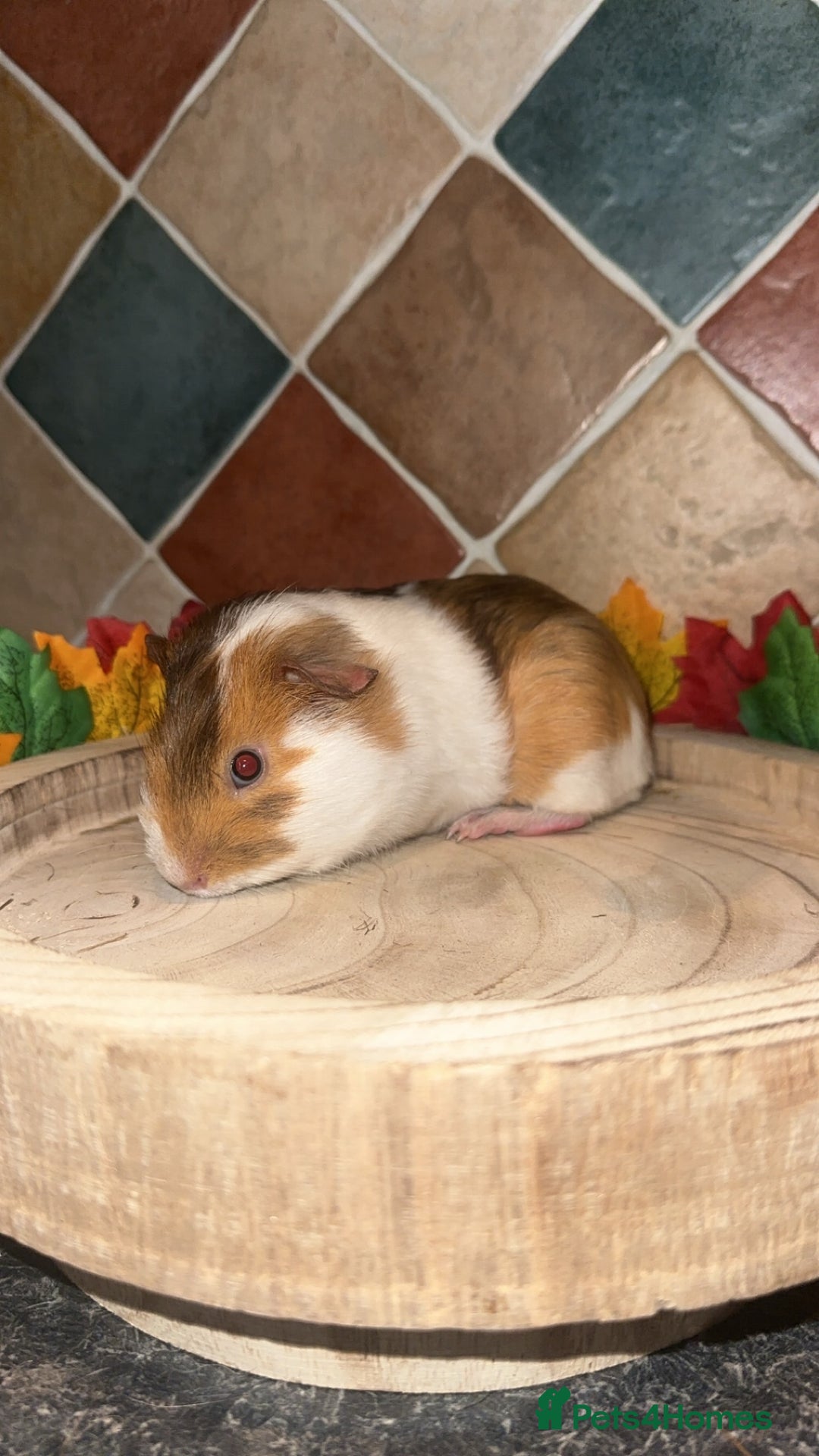Guinea Pig rodents for sale: Baby guinea pigs  - Advert 4