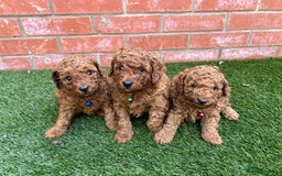 Toy Poodle dogs for sale: Adorable Deep Red Toy Poodle Puppies Available! 🐾 - Image 1