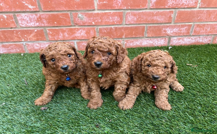 Toy Poodle dogs - Advert 1