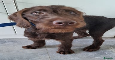 Mixed Breed dogs in Cumnock - Advert 13