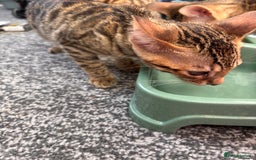 Bengal cats for sale: Bengals  - Image 9