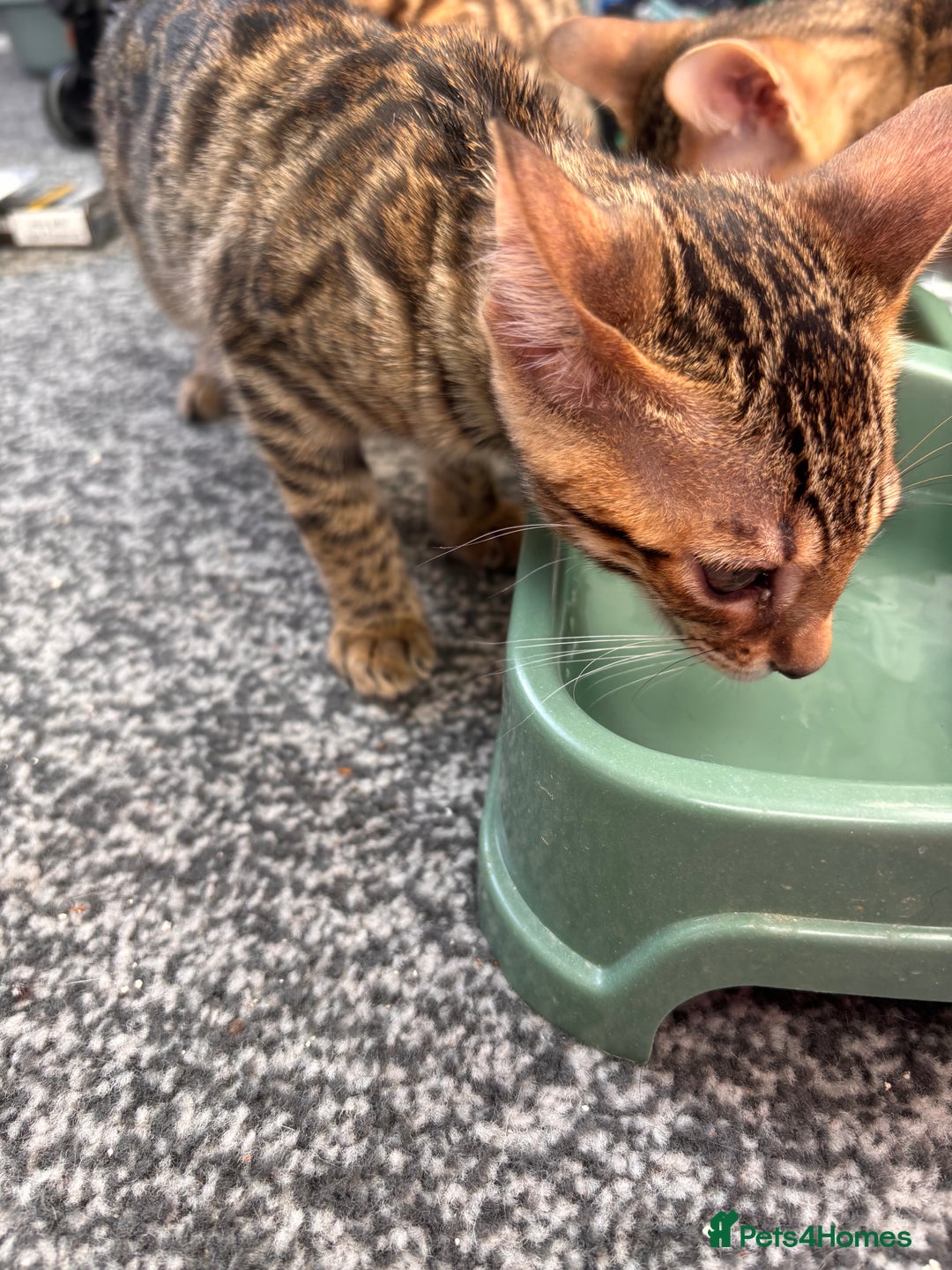Bengal cats for sale: Bengals  - Image 9