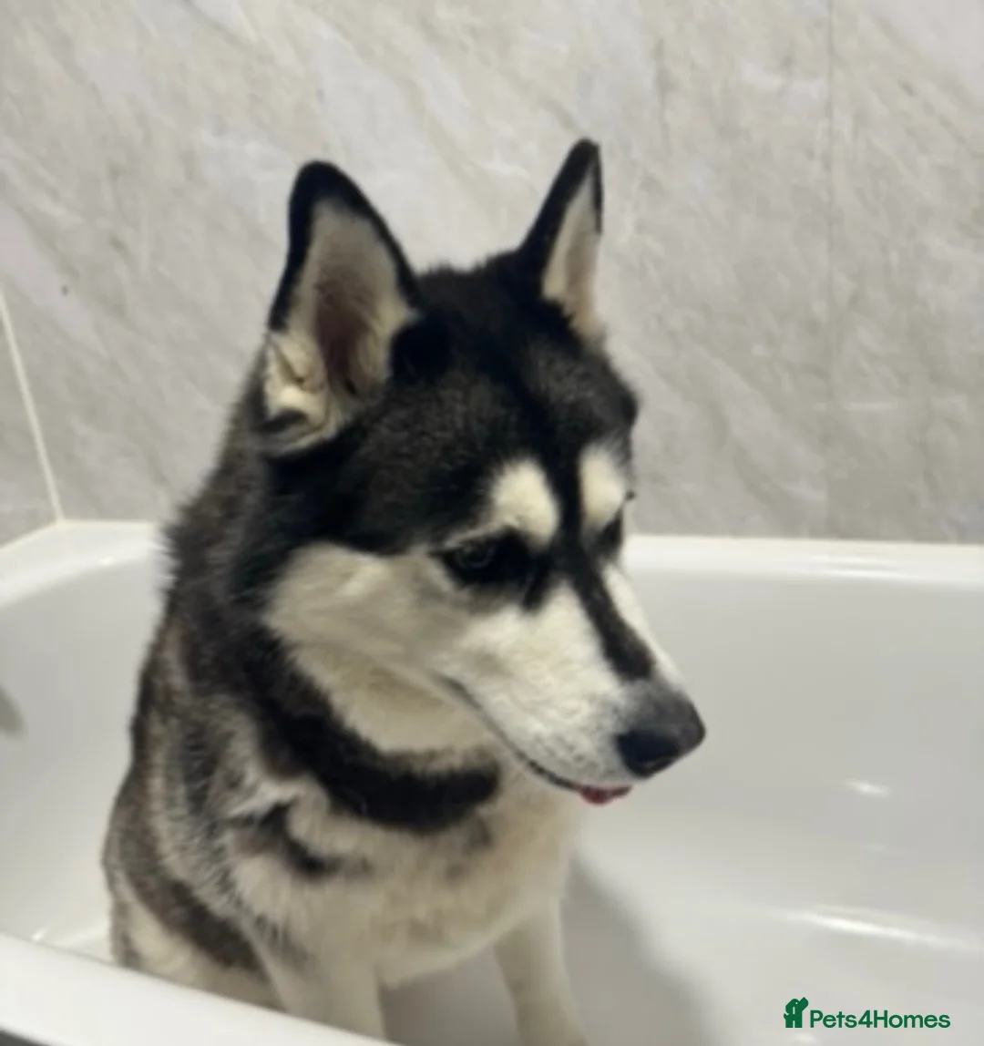 Siberian Husky dogs for sale: Siberian Husky - Advert 2