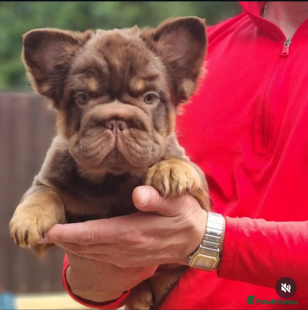 French Bulldog dogs for stud: Fluffy Rojo & Cherry Tan Big** STUD From £500 in South Ockendon - Advert 12