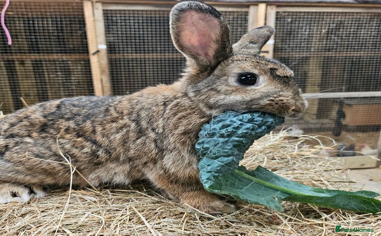 Dwarf Lop rabbits - Advert 3