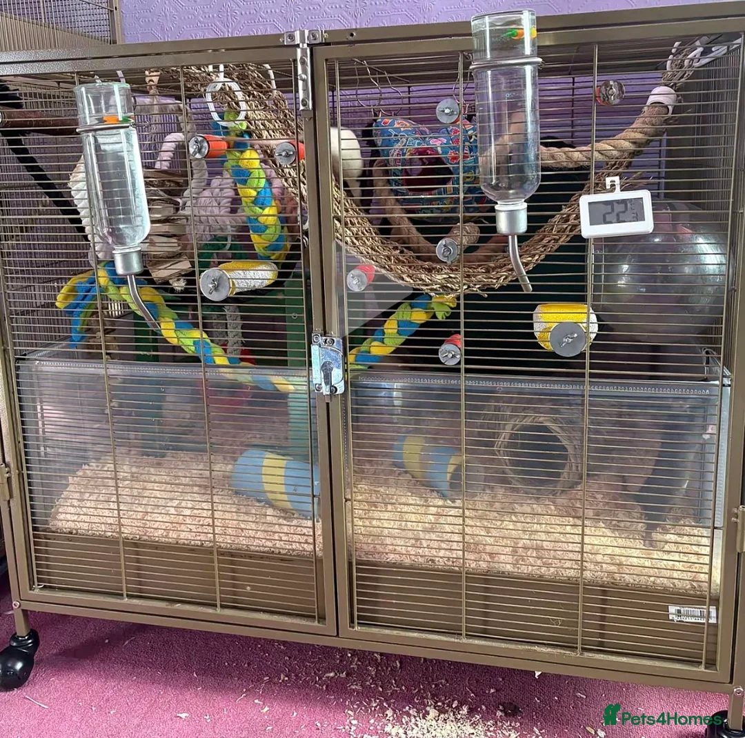 Rat rodents for sale: 5 baby boys looking for a home  - Advert 1