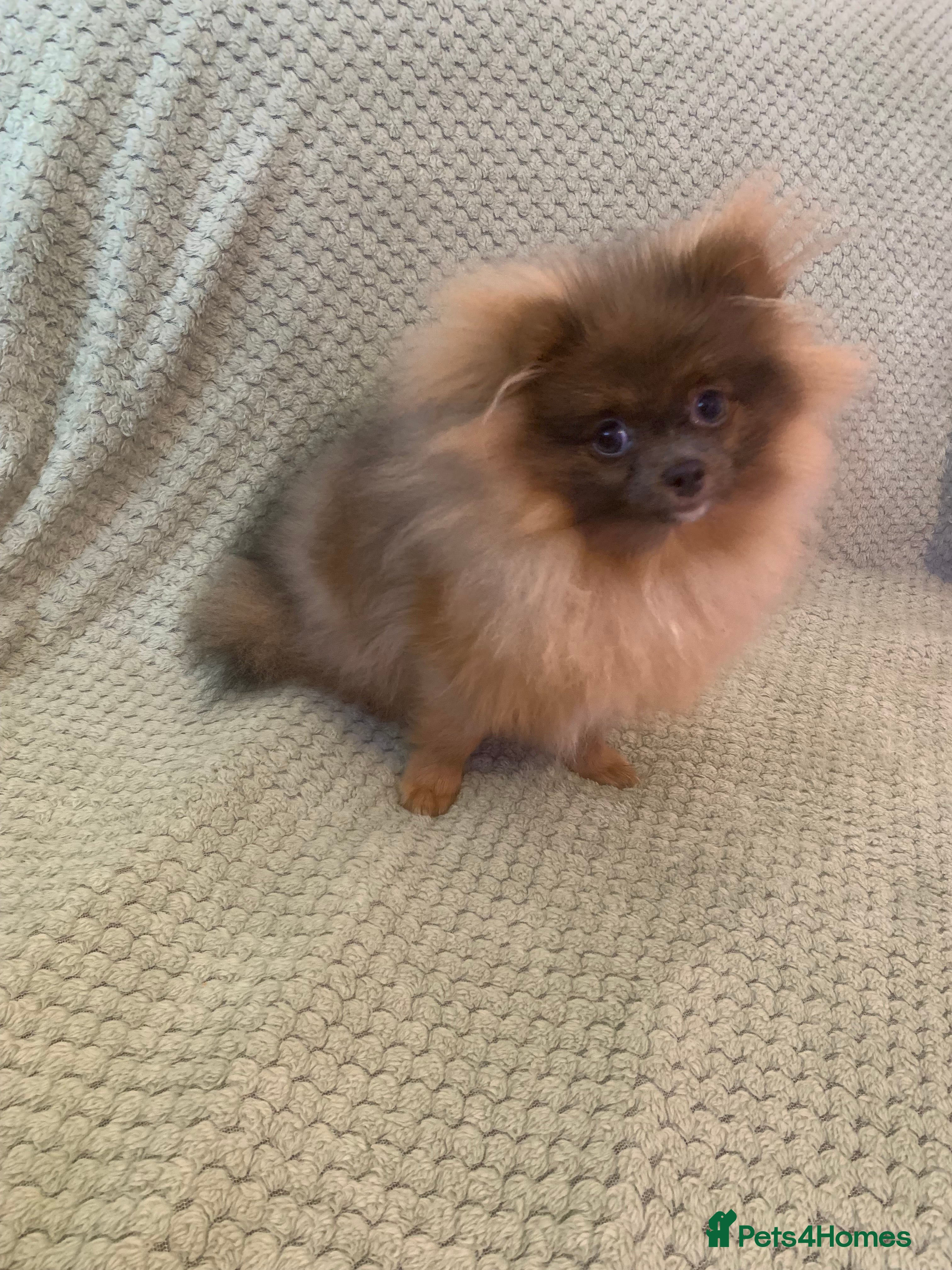 Pomeranian dogs Female Tiny Pomeranian 6 months  - Advert 7