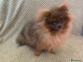 Pomeranian dogs Female Tiny Pomeranian 6 months - Advert 7