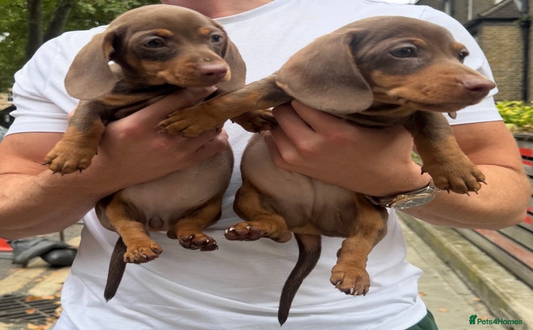Miniature Dachshund dogs - Advert 11