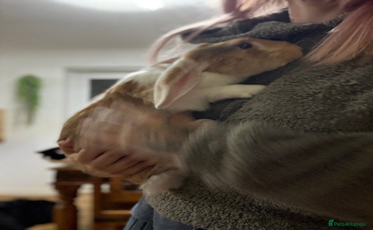 French Lop rabbits - Advert 8