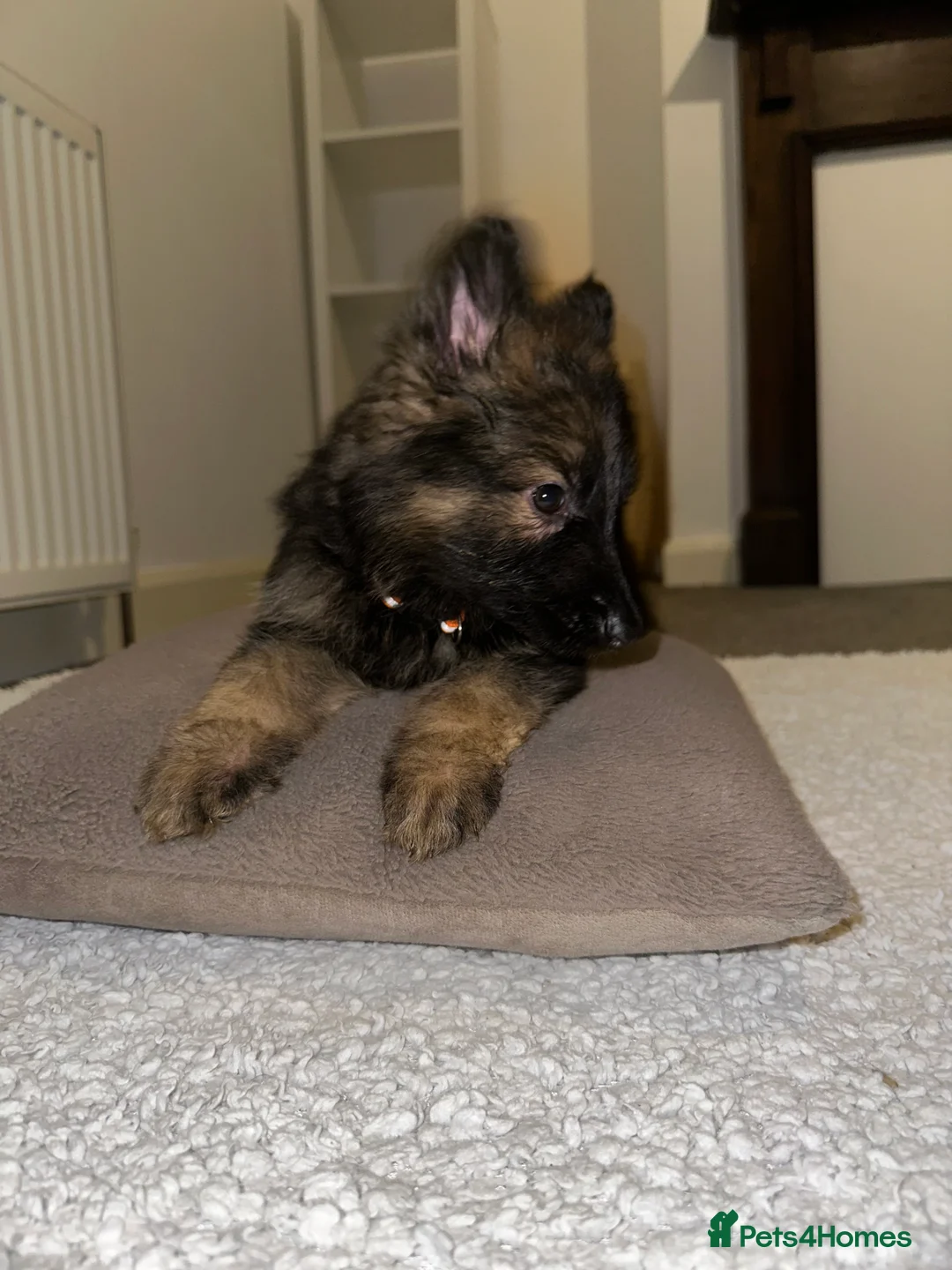 German Shepherd dogs for sale:  Long-Haired German Shepherd Puppies - Advert 16