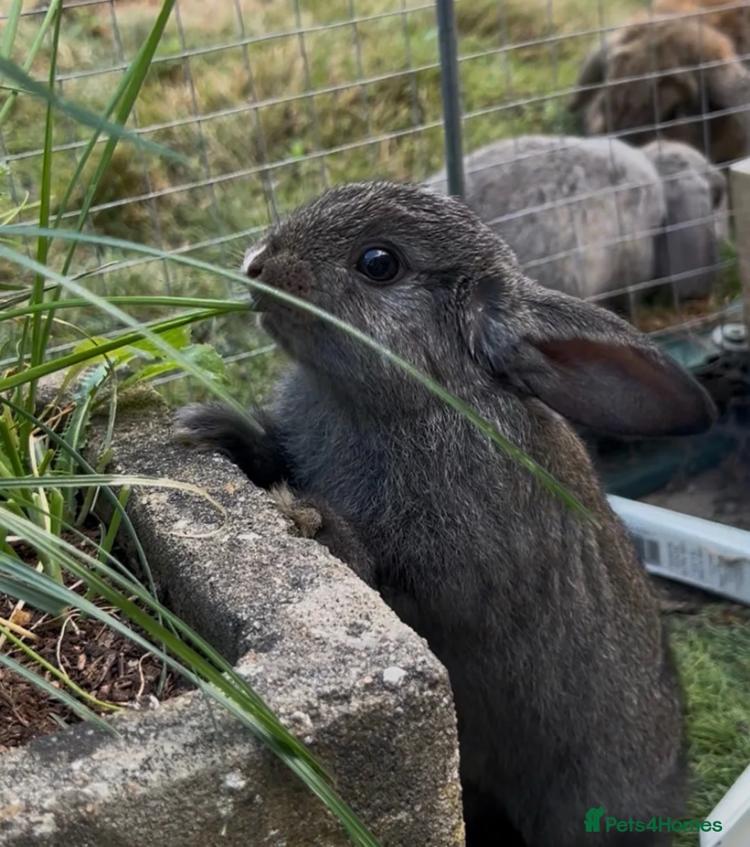 Mini Lop rabbits for sale: Mini lop rabbit  - Advert 1