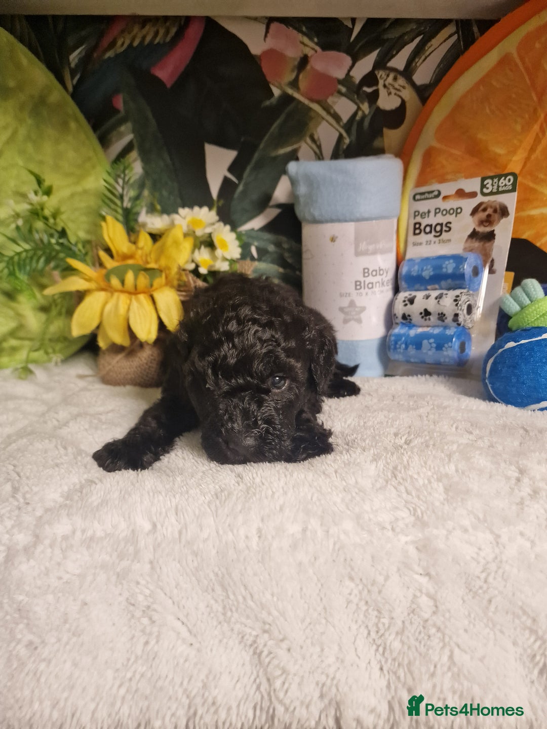 Maltipoo dogs for sale: Maltipoo  - Advert 6