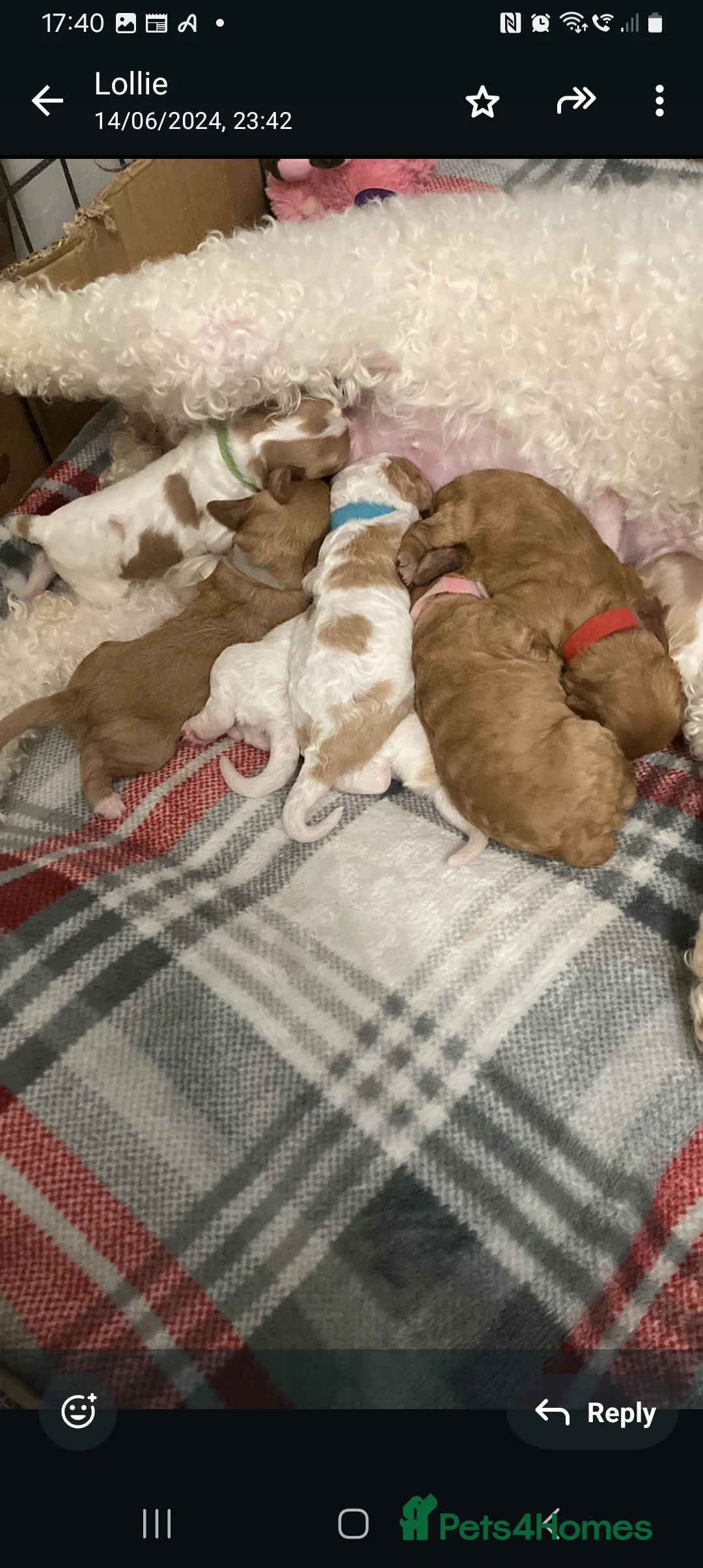 Cavapoo dogs for stud:  PROVEN F1 Cavapoo for stud in Birmingham - Advert 21