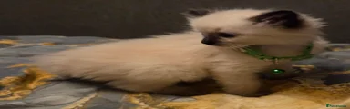 Ragdoll 2
