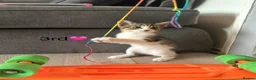 Mixed Breed cats for sale: Kittens  in Grantham - Advert 28