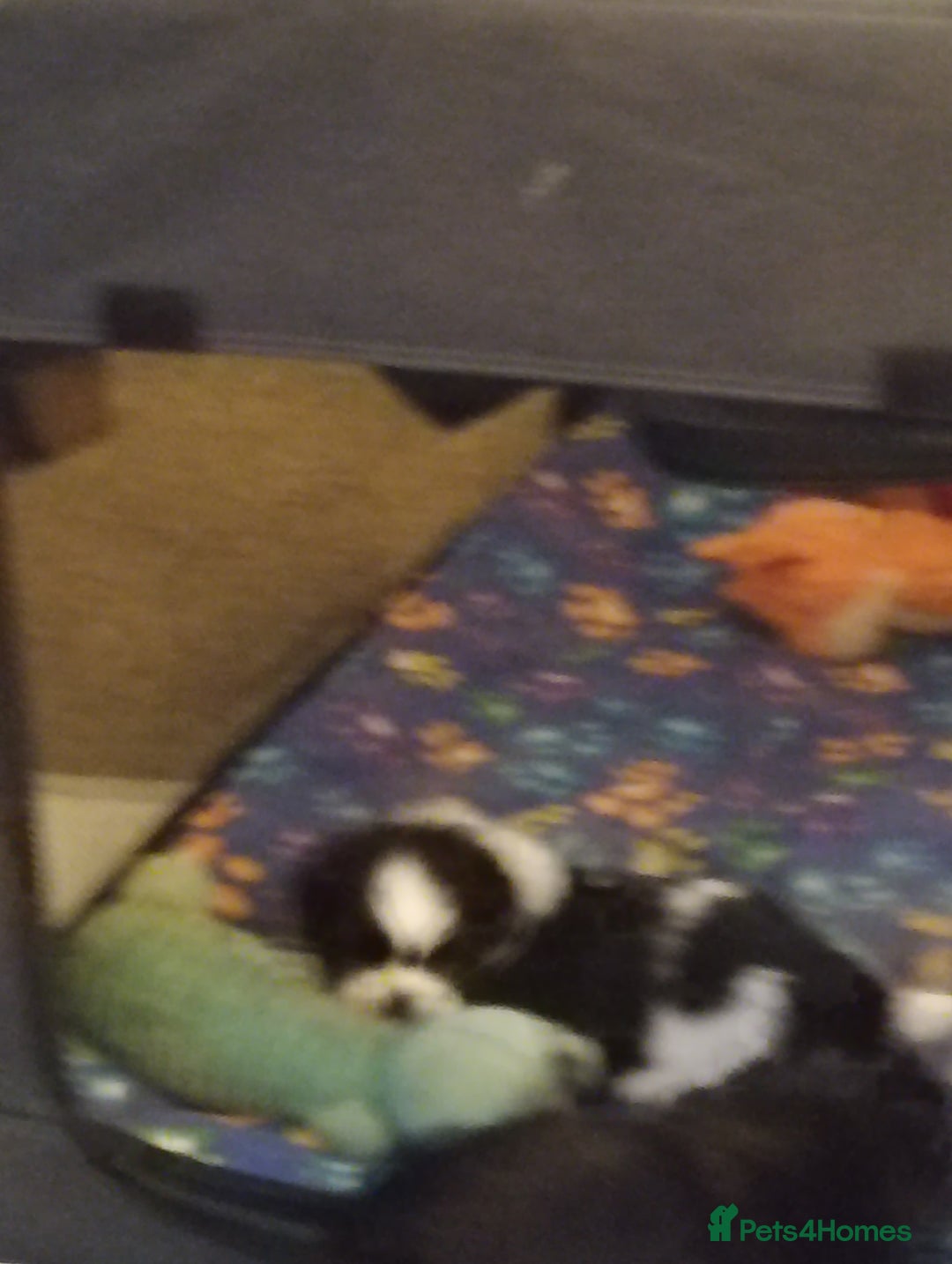 Shih Tzu dogs for sale: Beautiful male full shihzue puppies needing homes - Image 13