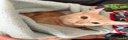 Mixed Breed cats for sale: Bengal cross beige kitten - Advert 6