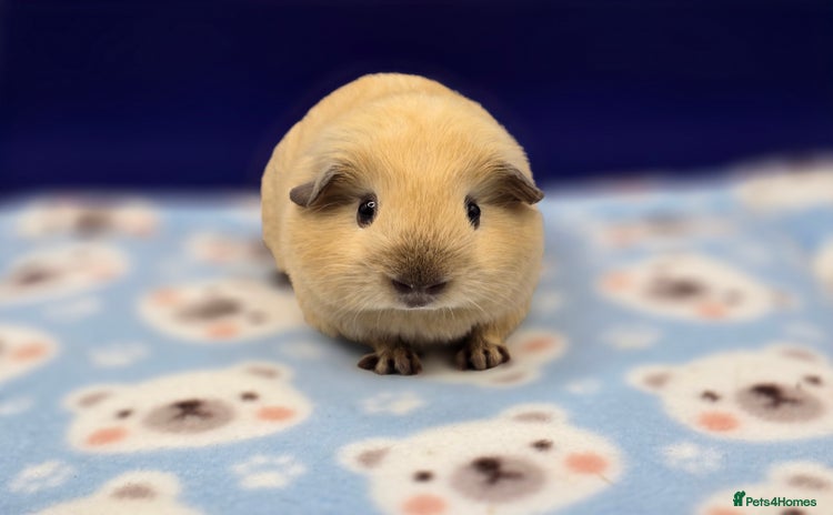 Guinea Pig rodents - Advert 4