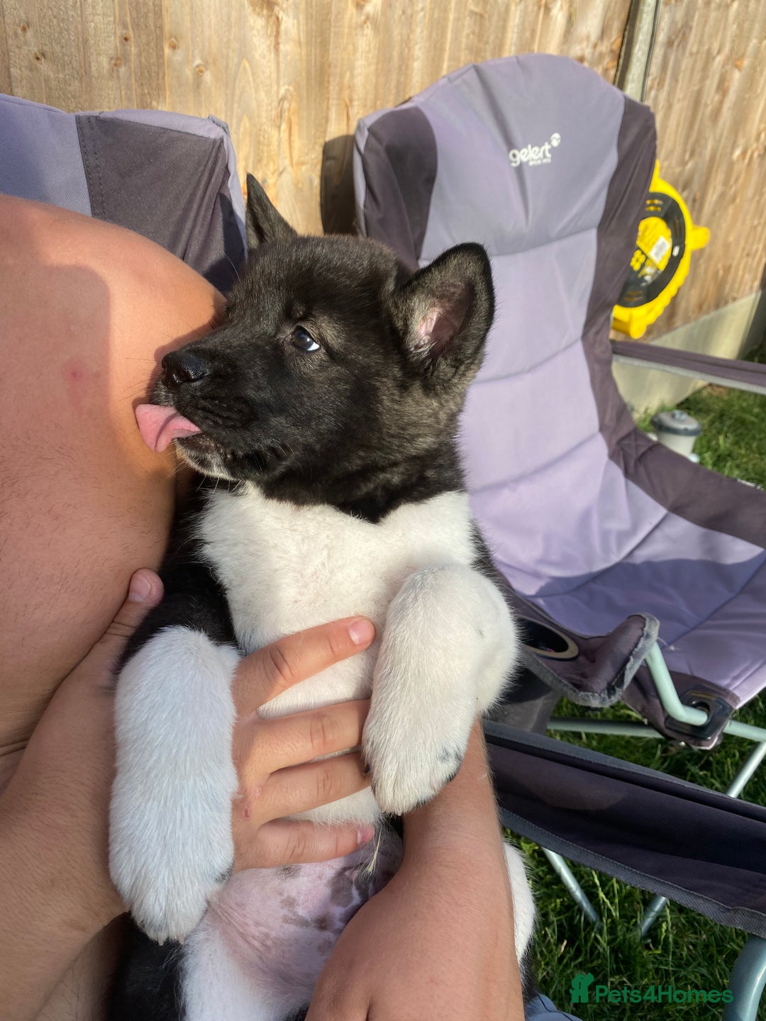 Akita dogs for sale: READY TO LEAVE American Akita puppies  in Newport - Image 4