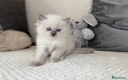 Ragdoll cats for sale: Stunning Bluepoint Ragdoll Kittens for sale - Image 15
