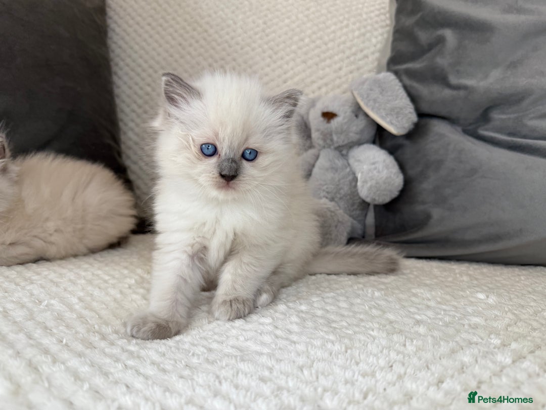 Ragdoll cats for sale: Stunning Bluepoint Ragdoll Kittens for sale - Image 15