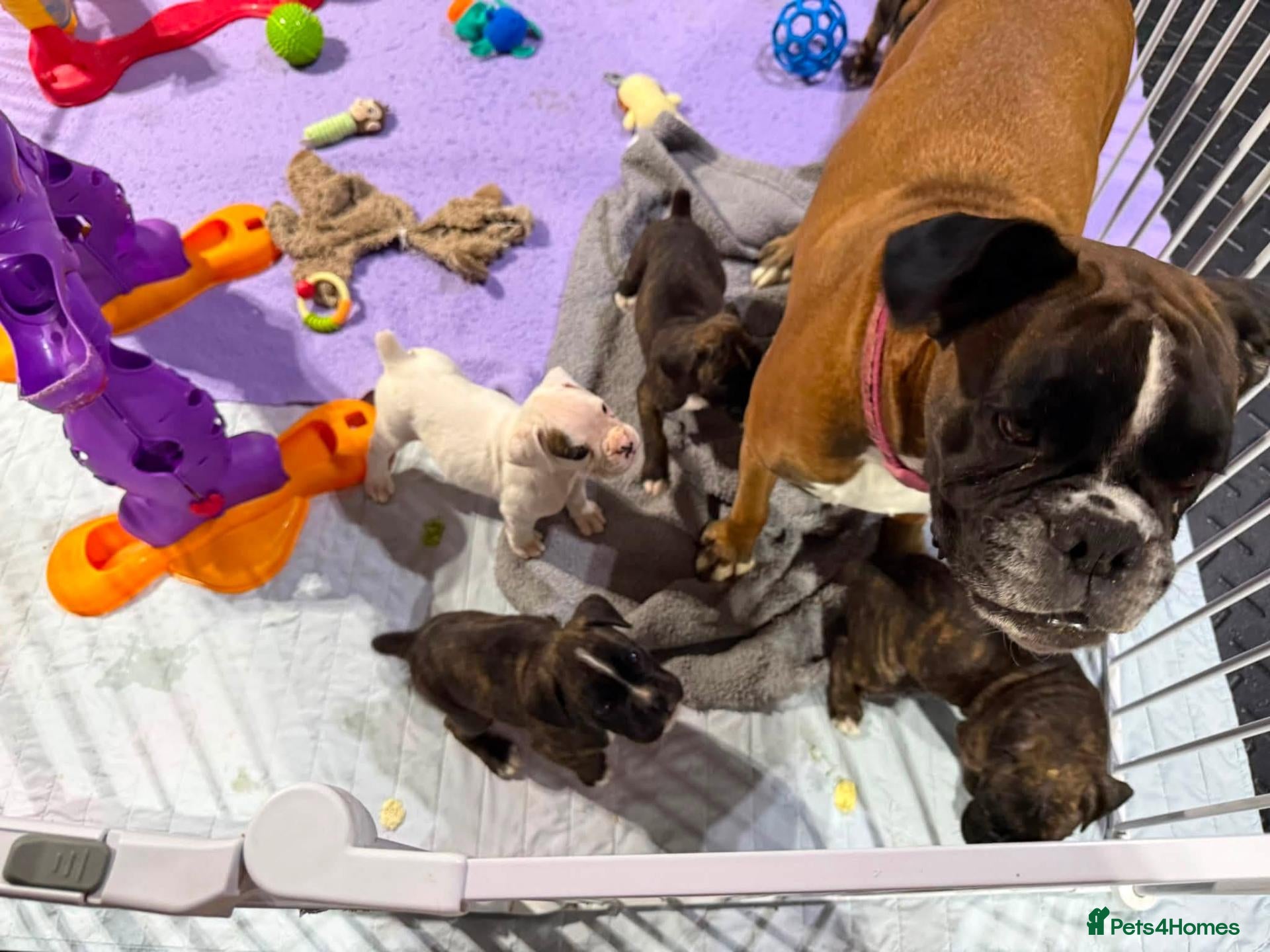Boxer dogs Beautiful Boxer Puppies - Boys & Girls - Advert 1