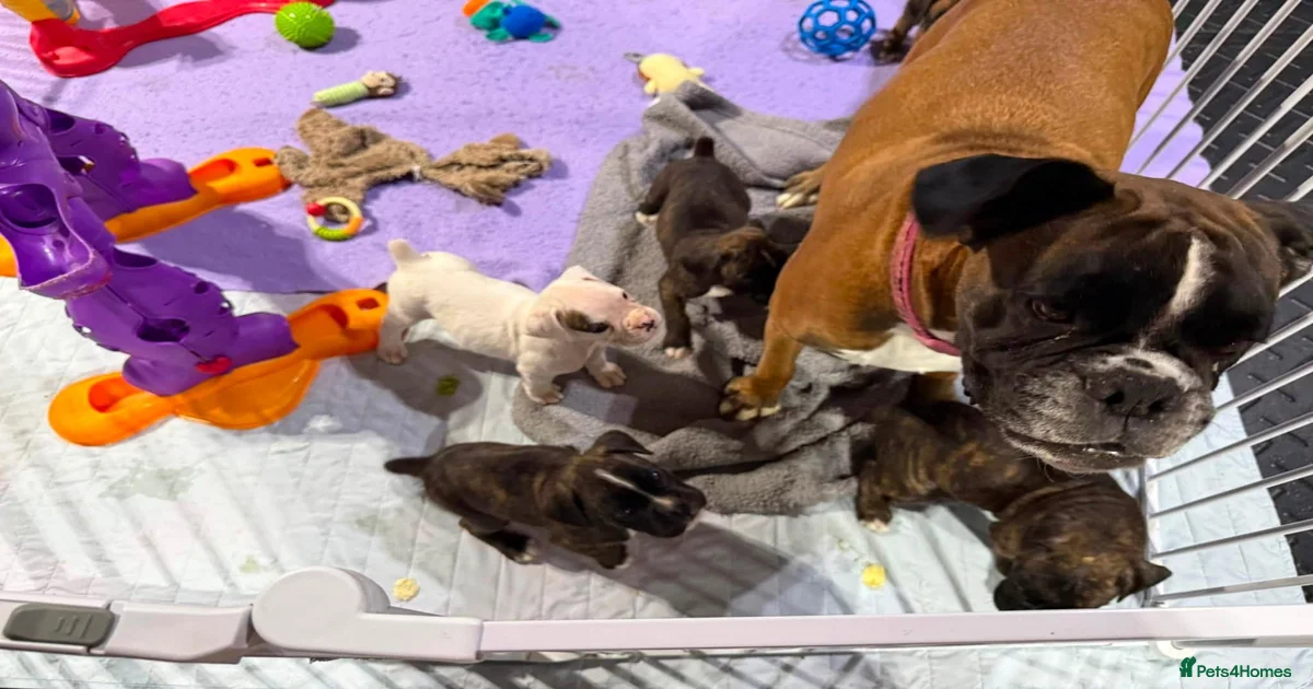 Dog? Boxer Puppies for sale | Pets4Homes