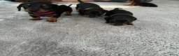 Miniature Dachshund dogs for sale: Miniature dachshund’s from health tested parents - Advert 15