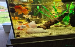 Fancy Goldfish fish for sale: Fancy Goldfish  - Image 3