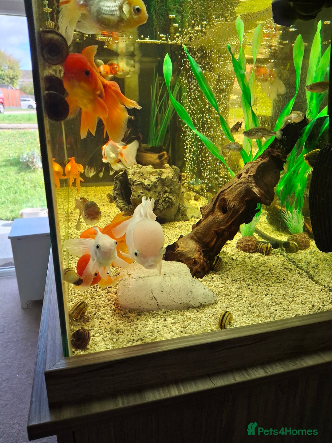 Fancy Goldfish fish for sale: Fancy Goldfish  - Image 3