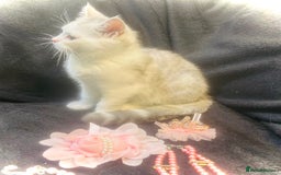 Persian cats for sale:  Persian cross now reserved.  - Image 7