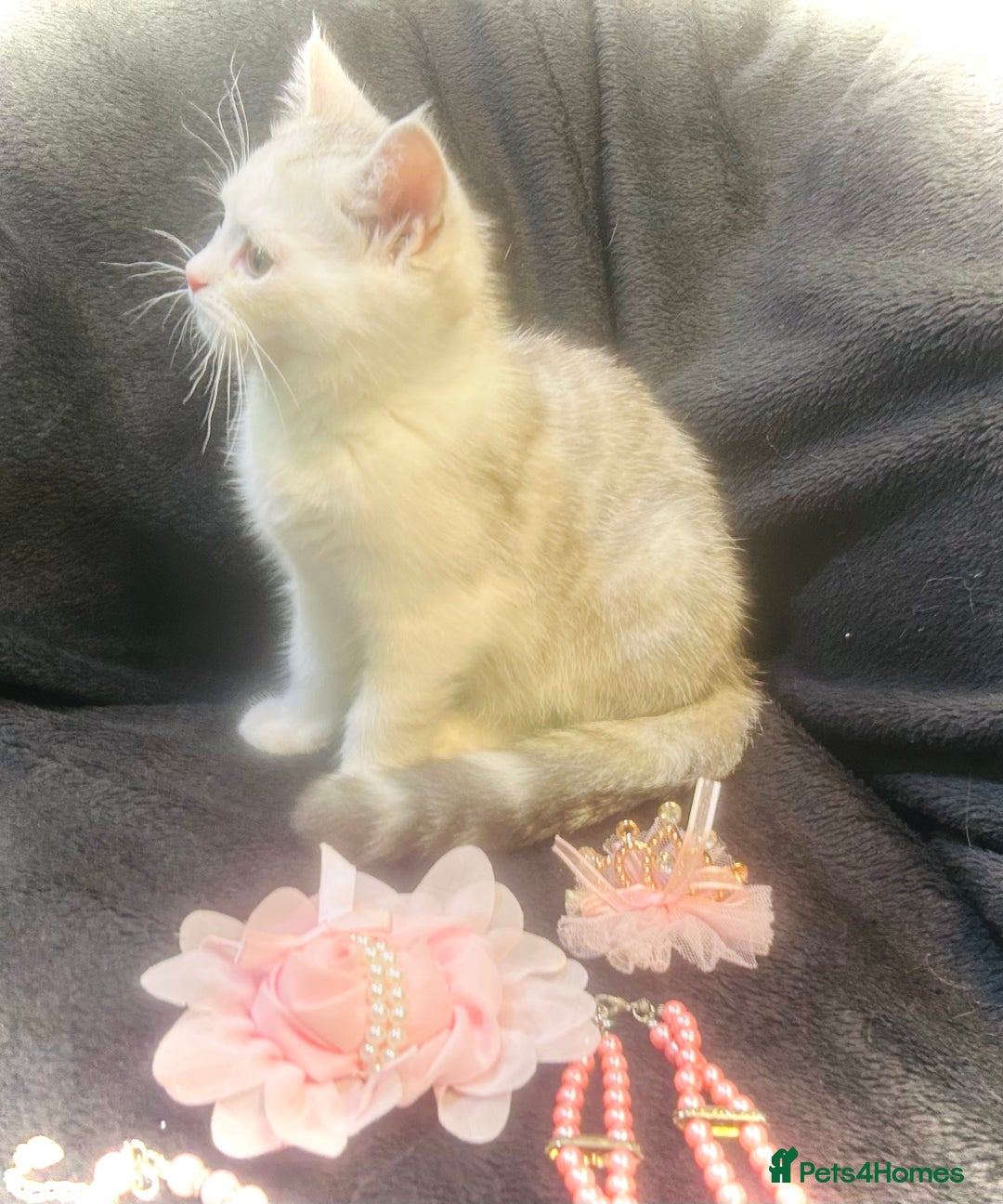 Persian cats for sale:  Persian cross now reserved.  - Image 7
