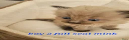 Ragdoll cats for sale: 4 beautiful seal mink ragdolls available 8/8/26 - Advert 10