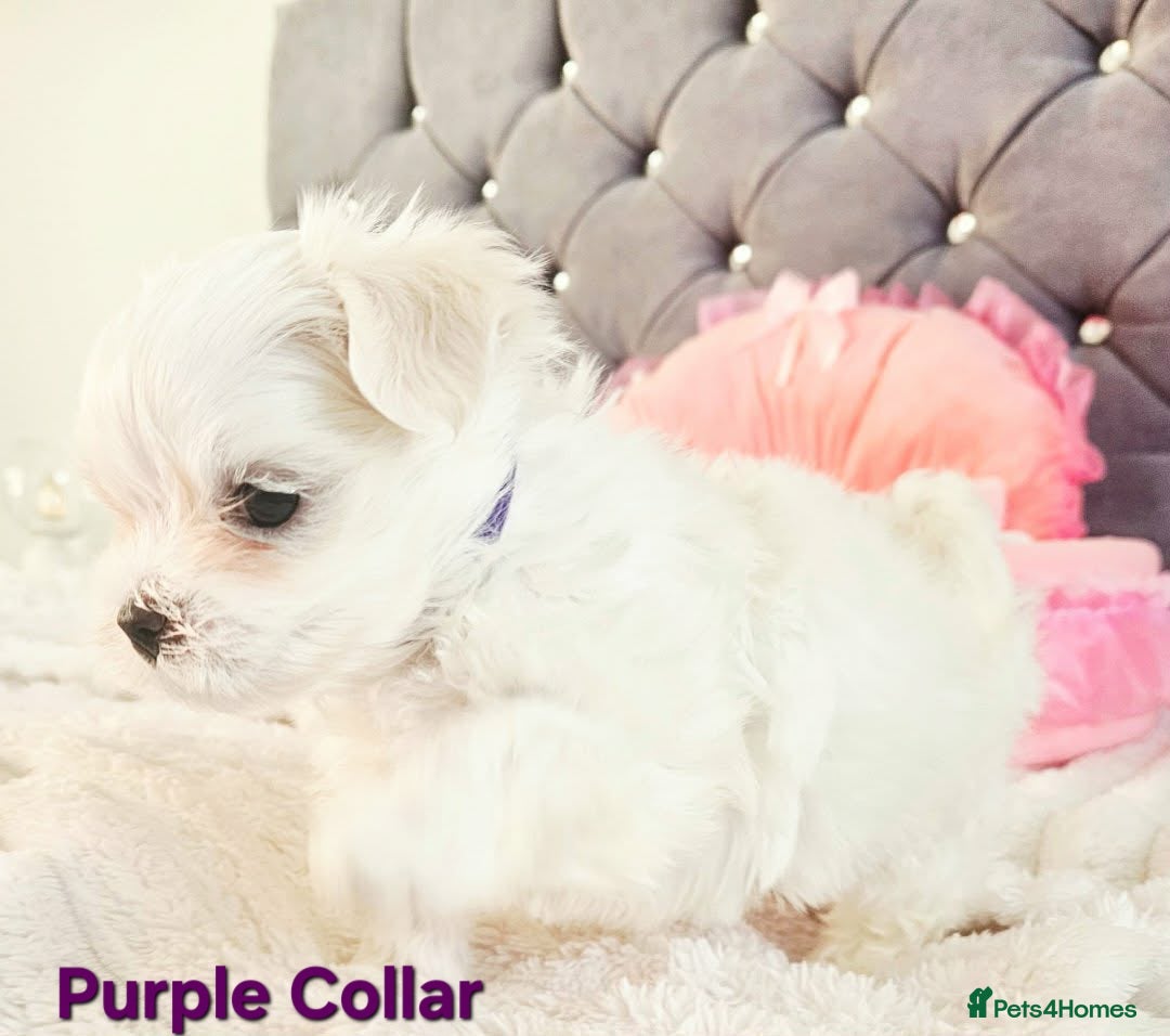 Maltese dogs for sale: 4 Exceptional Maltese Girl Puppies**KC REGISTER** - Advert 6