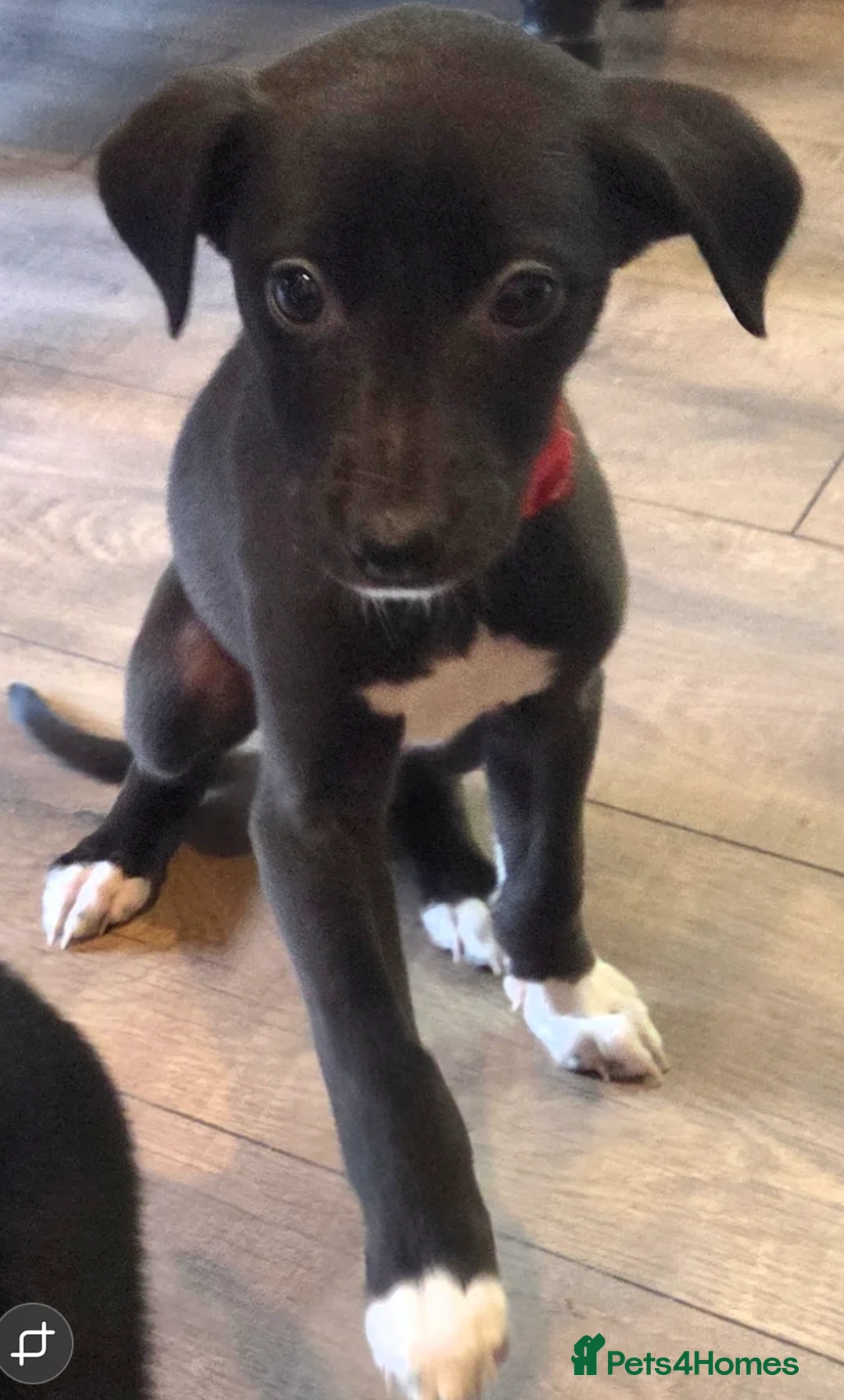 Mixed Breed dogs for sale: Whippet/Lurcher cross - Advert 7