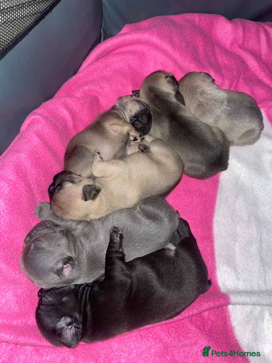 French Bulldog dogs for sale: French Bulldog Puppies - Advert 3