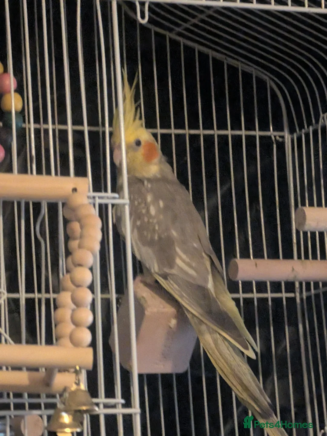 Cockatiels birds for sale: Cockatiel male in Hertford - Advert 2
