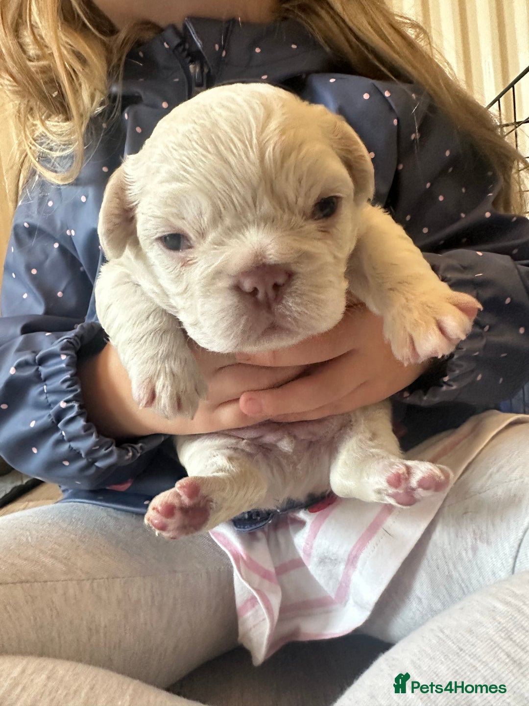 French Bulldog dogs for sale: Stunning Rare Fluffy French Bulldog Puppies - Image 4