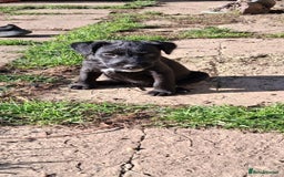 Lakeland Terrier dogs for sale: Lakeland terrier girls - Image 5