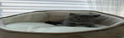 British Shorthair cats for sale: British shorthair kittens  - Advert 28