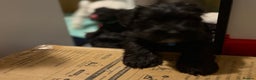 Miniature Schnauzer dogs for stud: Beautiful kc reg Black Mini Schnauzer for stud - Advert 14