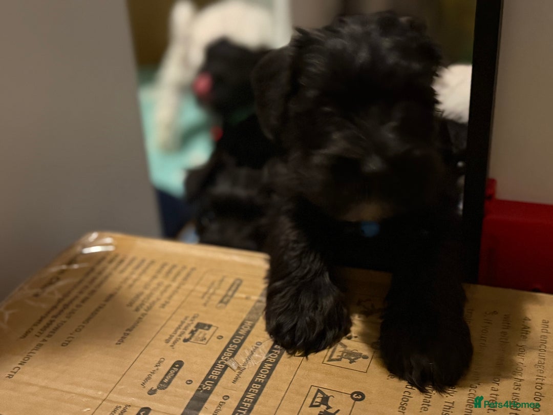 Miniature Schnauzer dogs for stud: Beautiful kc reg Black Mini Schnauzer for stud - Advert 14