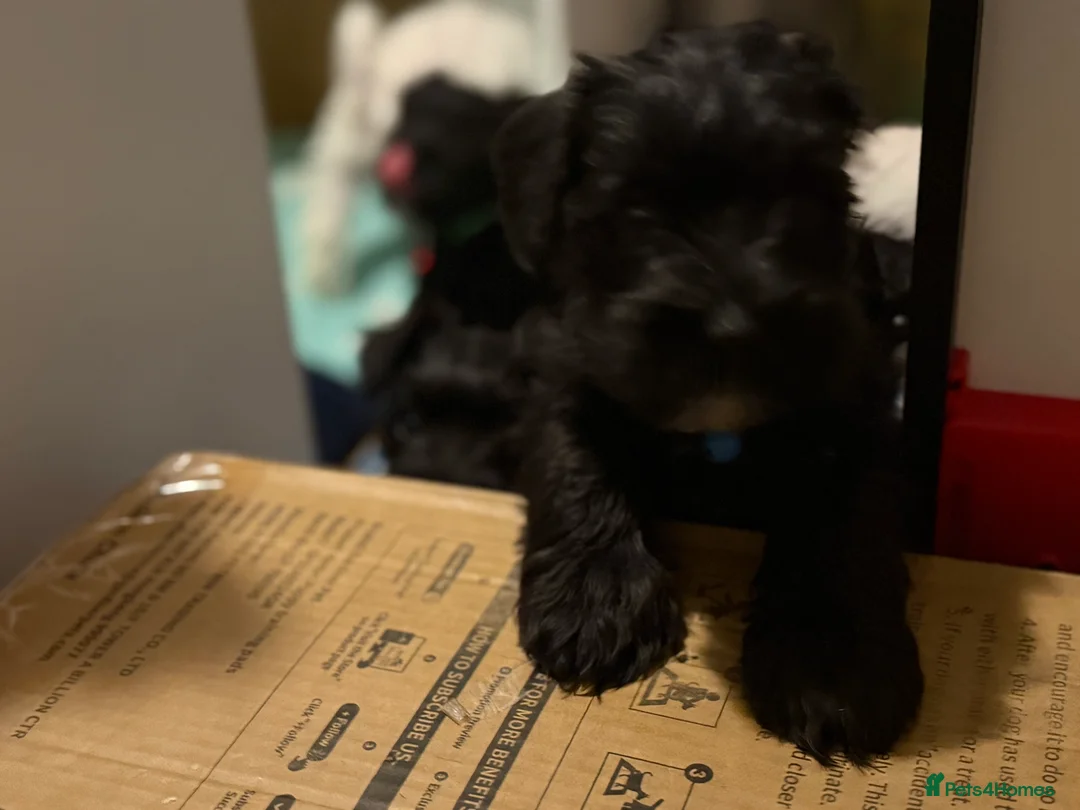 Miniature Schnauzer dogs for stud: Beautiful kc reg Black Mini Schnauzer for stud - Advert 14