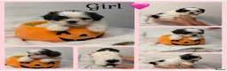 Shih Tzu dogs for sale: 9 beautiful Shih Tuz pups 🩷💙 - Advert 8