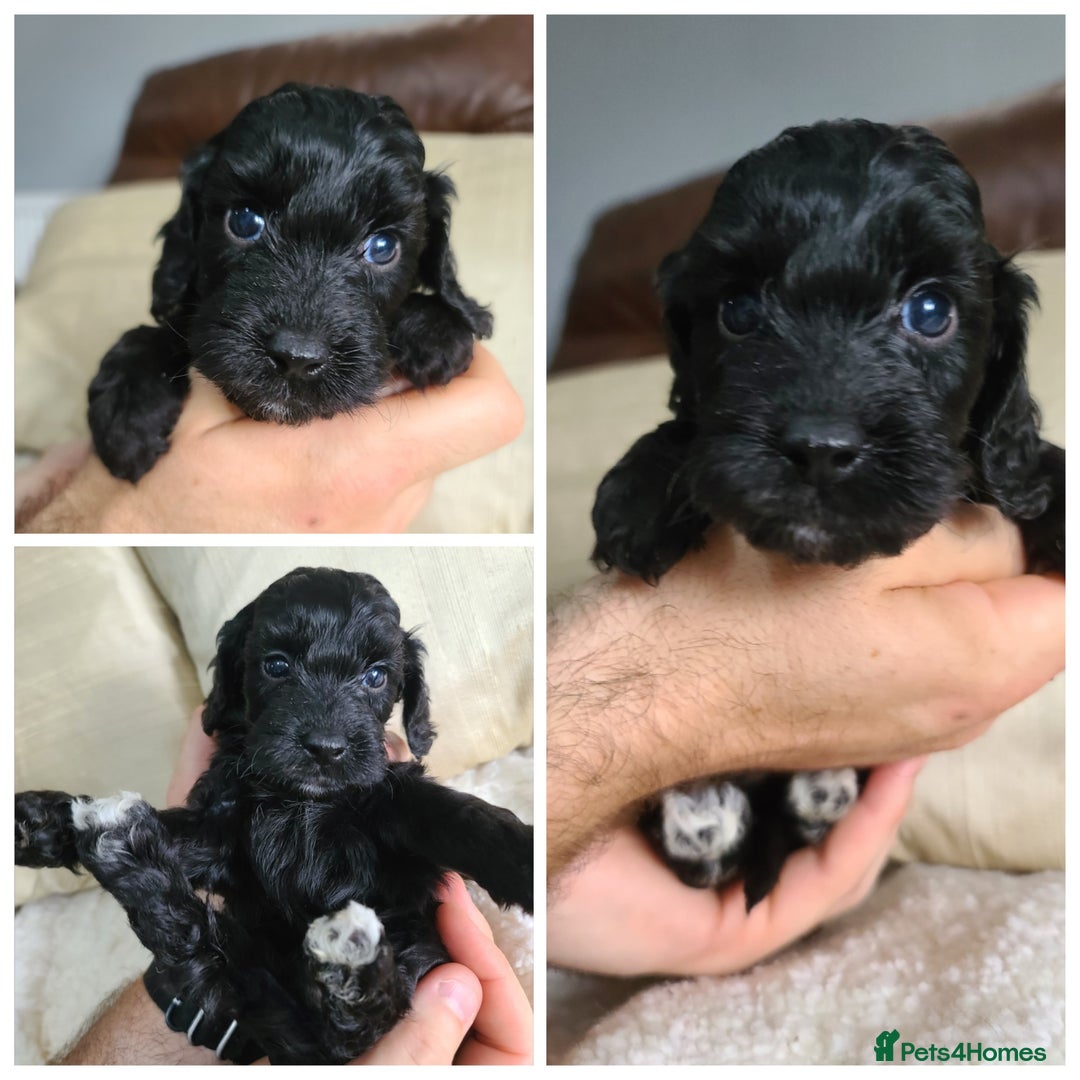 Cockapoo dogs for sale: F1 Cockapoo Puppies. Thick Coats. DNA tested - Image 7