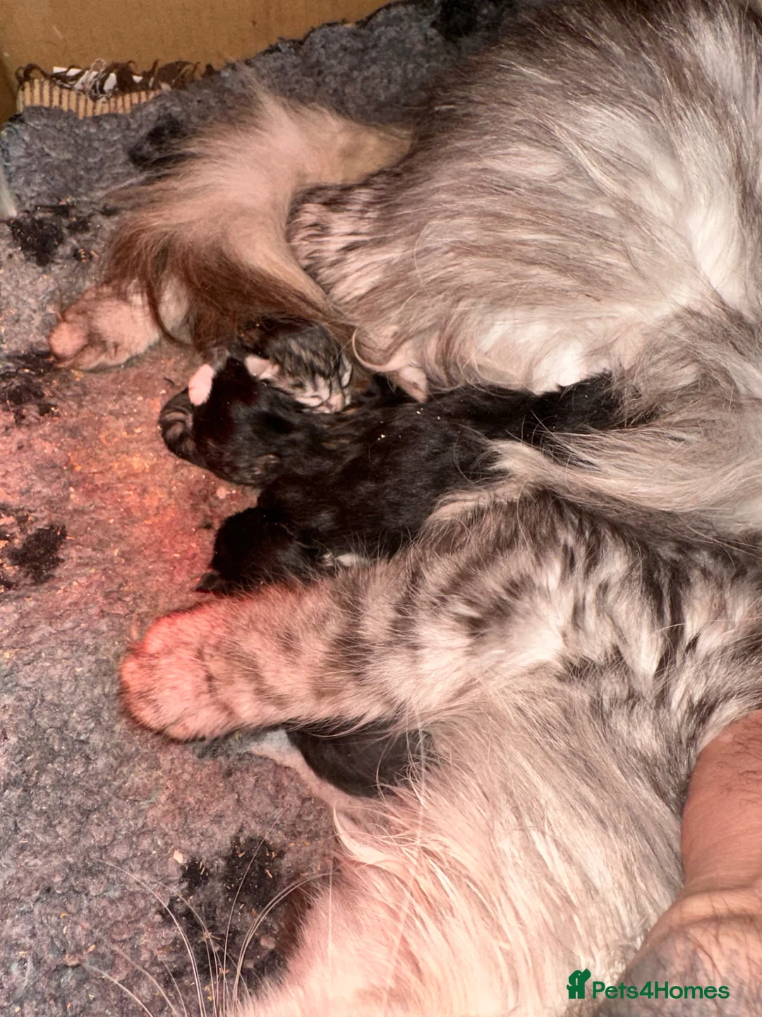 Maine Coon cats for sale: XXL MAINE COON KITTENS-READY JULY - Advert 1