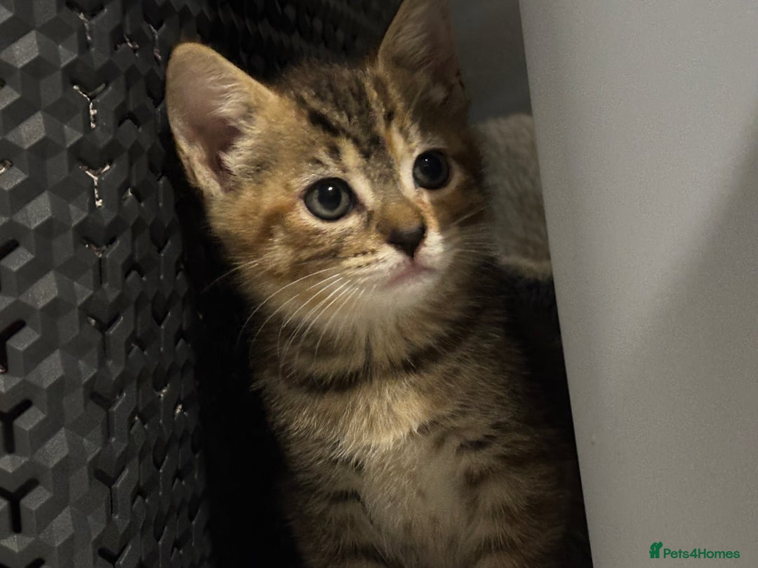 Mixed Breed cats for sale: Kittens ready this week. - Image 6