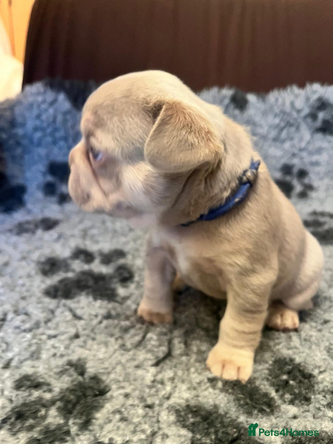 French Bulldog dogs for sale: KC Registered Beautiful French Bulldog Puppies - Advert 6