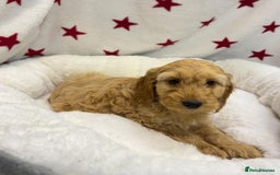 Cockapoo dogs for sale: Cockapoo puppies for sale - Image 13